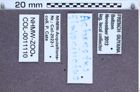 Etiketten zu Achrestus flavocinctus (NHMW-ZOO-COL-0011110)